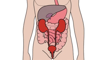 The urinary system