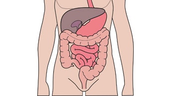 The digestive system