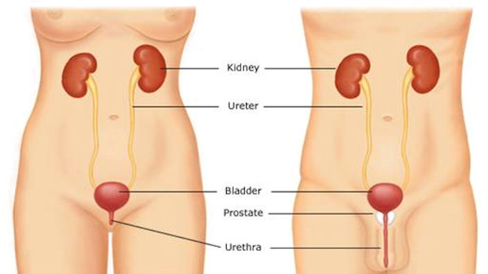 Urinary problems are typically caused by a dysfunction in the urinary system.